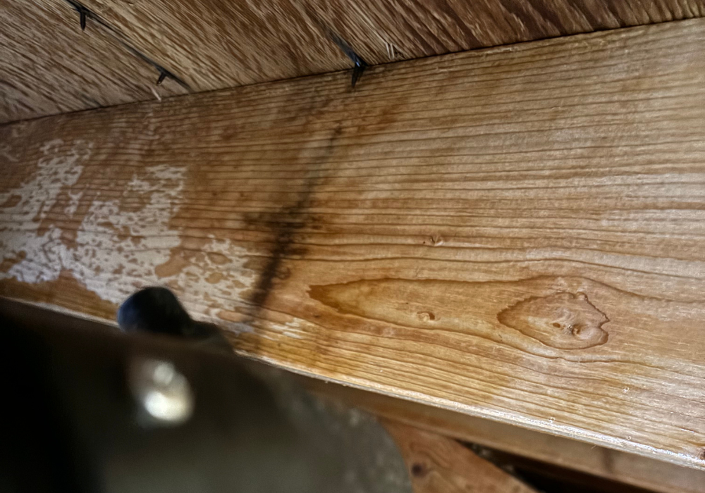 mold service 1 Black mold along indoor trim of house window