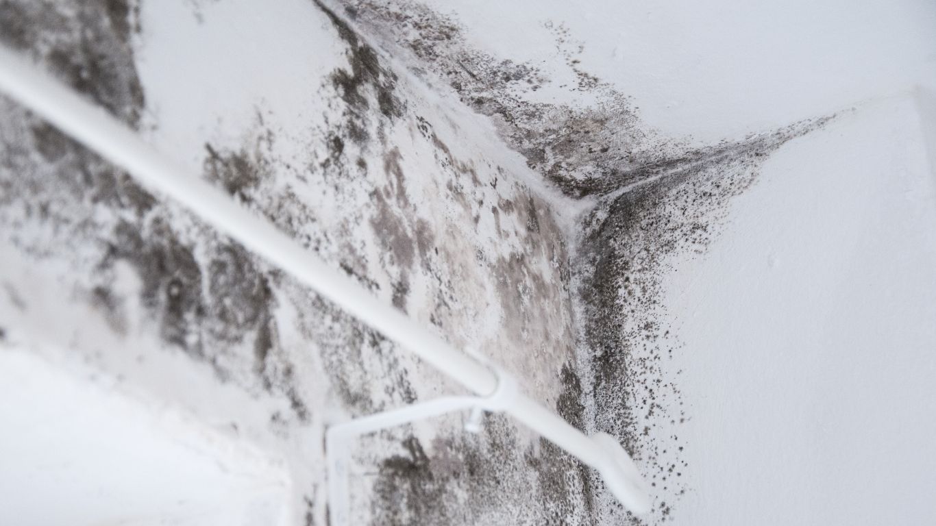 Severe mold on a ceiling corner, signifying the need for water damage restoration.