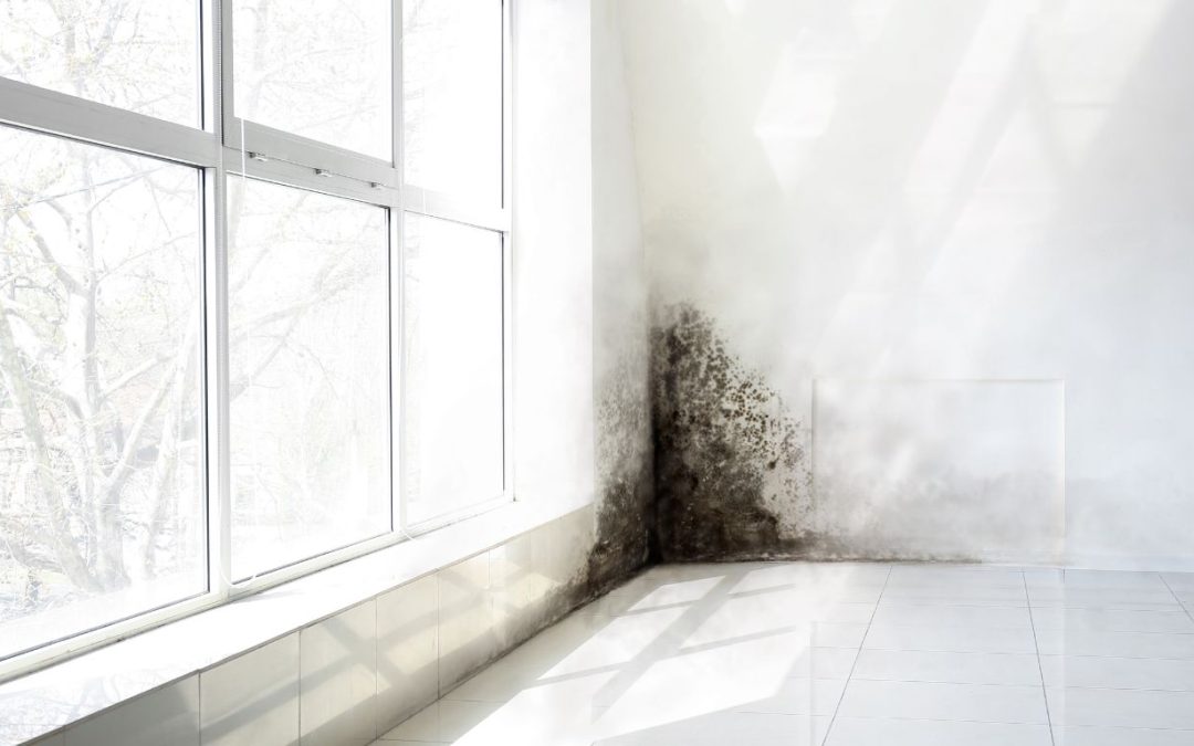 Why Professional Mold Testing Gives More Accurate Results