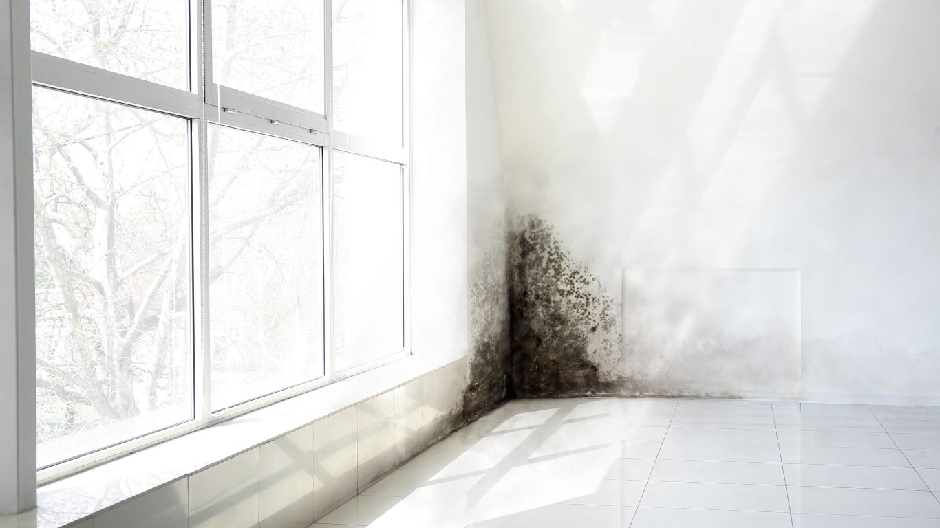 Black mold on white wall near window, showing the need for professional mold testing.