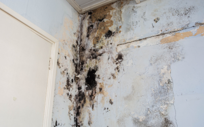 Reliable Mold Testing Services in Auburn